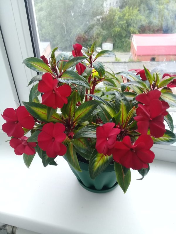 Купить Новогвинейский Бальзамин В Краснодаре На Юле